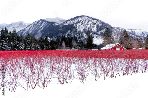 A red barn and red blueberry bushes contrast against freshly fallen snow photo