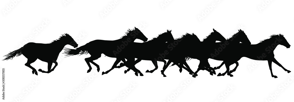Obraz Vector silhouettes of horses running.