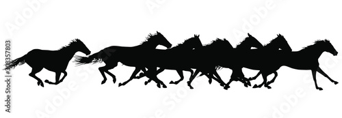 Obraz na plátně Vector silhouettes of horses running.