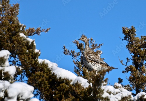 Grouse on branch