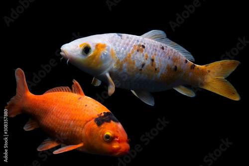 beautiful crap fish isolated on black background 