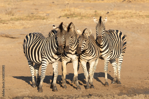 Four Zebra herd, Kruger Park safari, South Africa