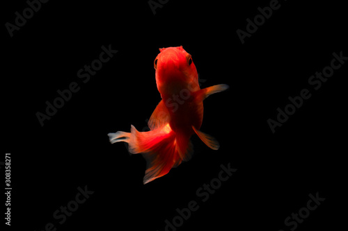 Beauty Goldfish Carasius auratus isolated on black background