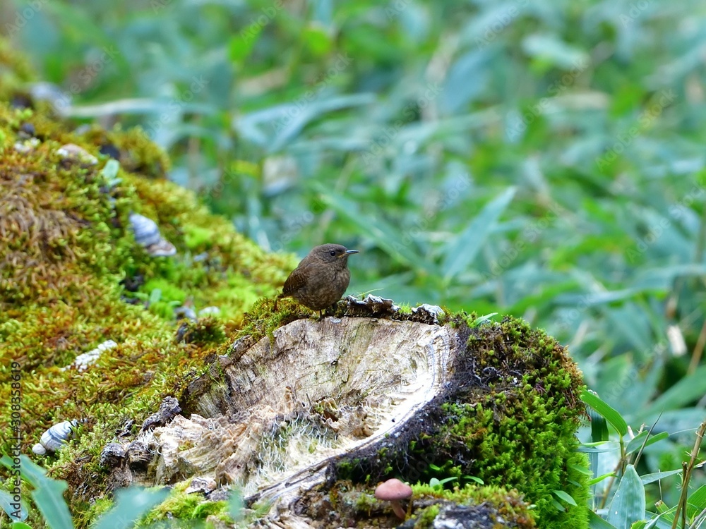 Obraz premium 苔むしたお立ち台でくつろぐミソサザイ