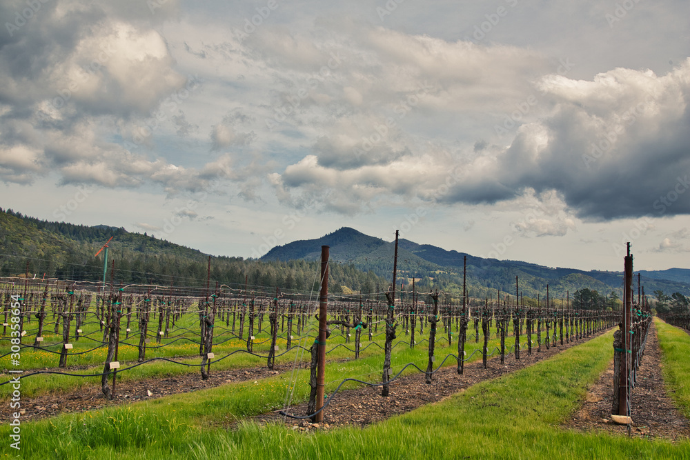 Storm clouds over Sonoma county vineyard 