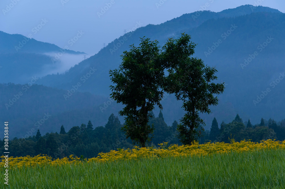 面白い形の樹木と黄色い花 Stock Photo Adobe Stock