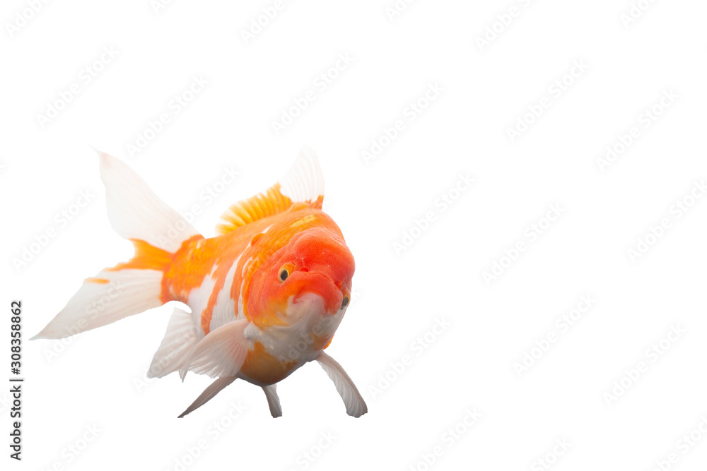 Fototapeta premium fish Gold koi fish isolated on white background
