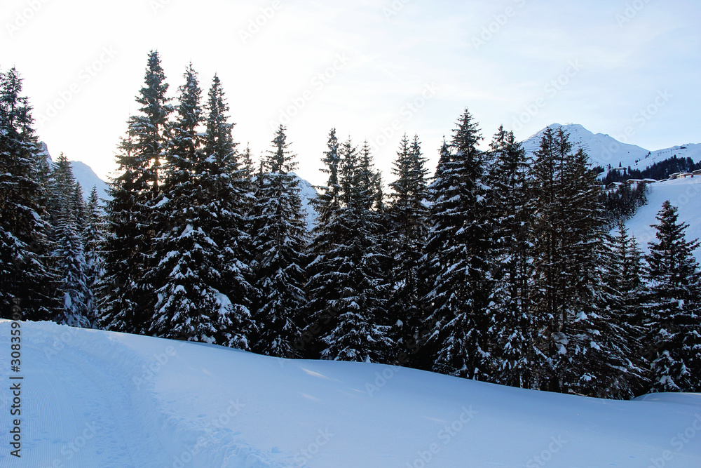 Winter Pine Forest at the Mountains with Snow at Sunset