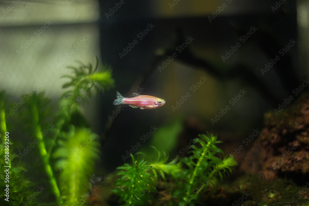 A Colorful Neon Pink Tropical Fish in an Mossy Aquarium A Colorful Neon Pink Tropical Fish in an Mossy Aquarium