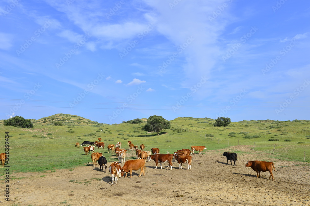 Obraz premium Cattle herd of the grasslands