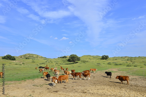 Cattle herd of the grasslands © qiujusong
