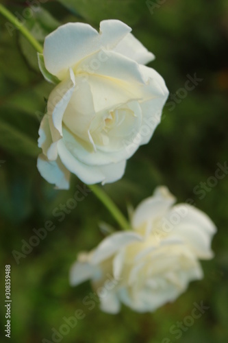 WHITE ROSE