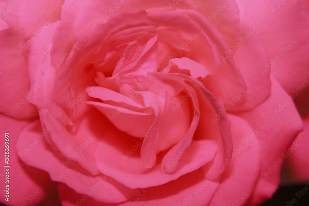 Vibrant Rose flower Close Up Macro. Abstract background Vibrant Rose flower Close Up Macro. Abstract background