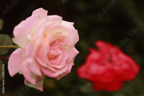Pastel pink color Rose flower.