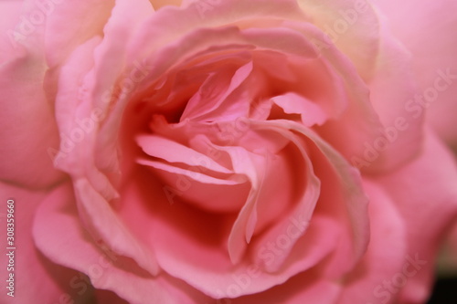Pink rose macrophotography