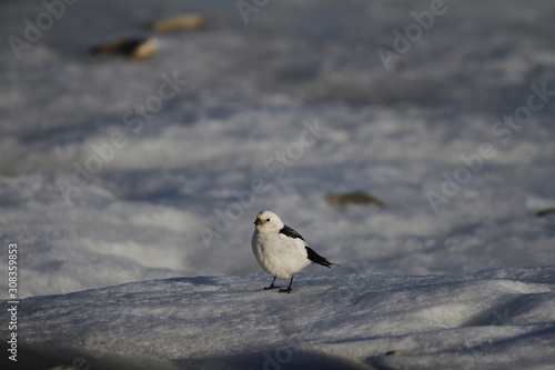 Male snow bunting found standing on snow. Photo taken near Arviat  Nunavut