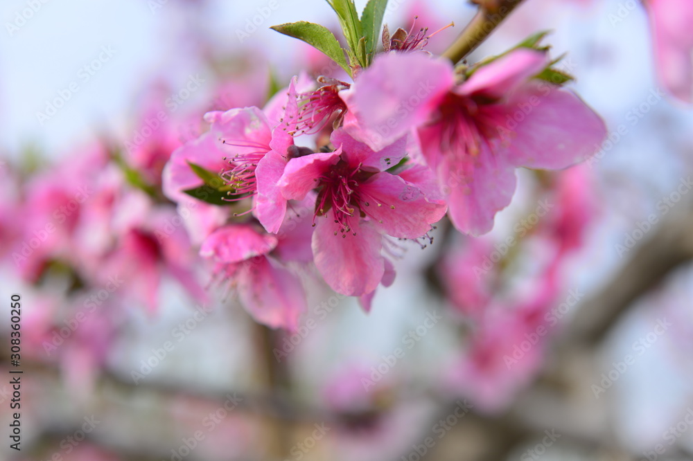 Fototapeta premium In full bloom in the peach blossom