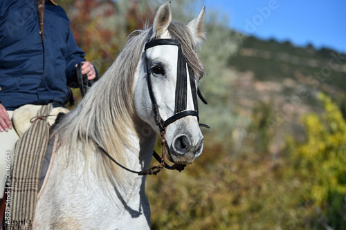 cabeza de caballo español