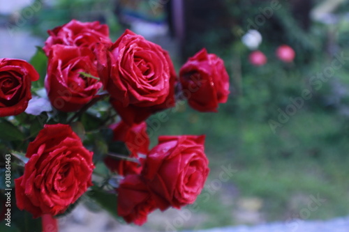 Bunch of Vibrant red rose flowers with nature blur background with copy space.