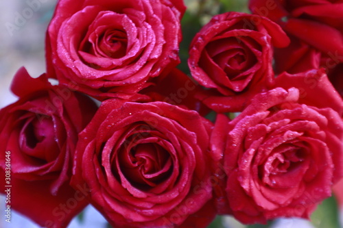 Bunch of Vibrant red rose flowers