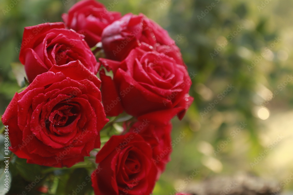 Bunch of Vibrant red rose flowers with nature blur background with copy space. Bunch of Vibrant red rose flowers with nature blur background with copy space.
