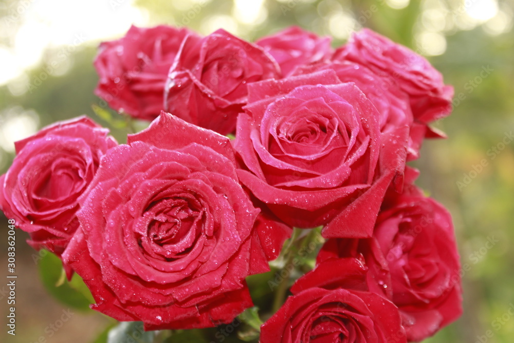 Bunch of Vibrant red rose flowers Bunch of Vibrant red rose flowers