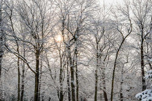 Trees covered with the snow in the park 
