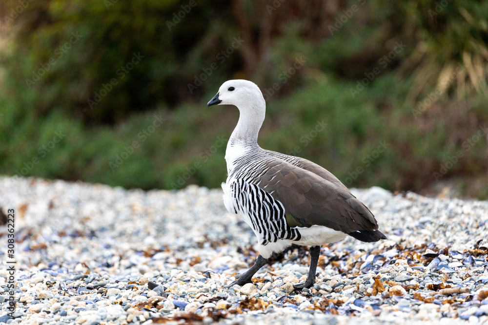 Fototapeta premium White upland goose standing near the water in Patagonia