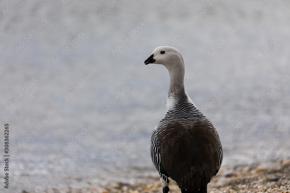 White upland goose standing near the water in Patagonia Stock Photo | Adobe  Stock