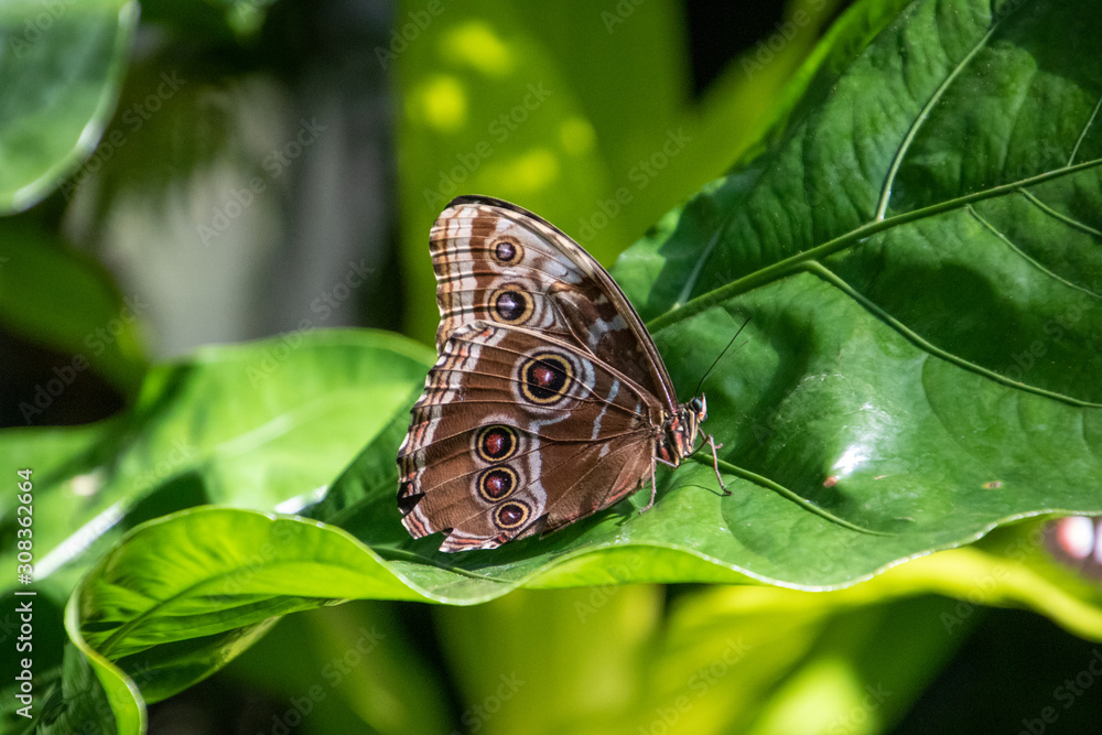 Fototapeta premium butterfly on a leaf