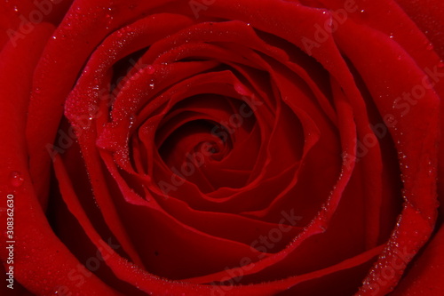 Vibrant Red Rose flower Close Up Macro. Abstract background