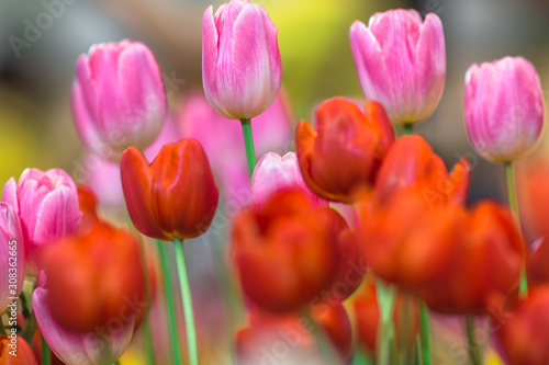 Nature Background Gold Flower Field Colorful tulips, which are used to decorate the garden during the cold weather, with the blurring of sunshine, natural beauty