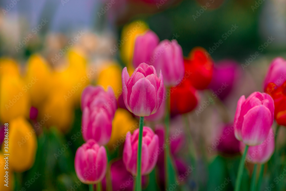 Nature Background Gold Flower Field Colorful tulips, which are used to decorate the garden during the cold weather, with the blurring of sunshine, natural beauty Nature Background Gold Flower Field Colorful tulips, which are used to decorate the garden during the cold weather, with the blurring of sunshine, natural beauty
