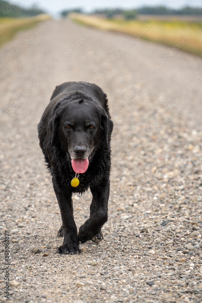 Old black labrador retriever dog walking on gravel road slowly. Old black labrador retriever dog walking on gravel road slowly.
