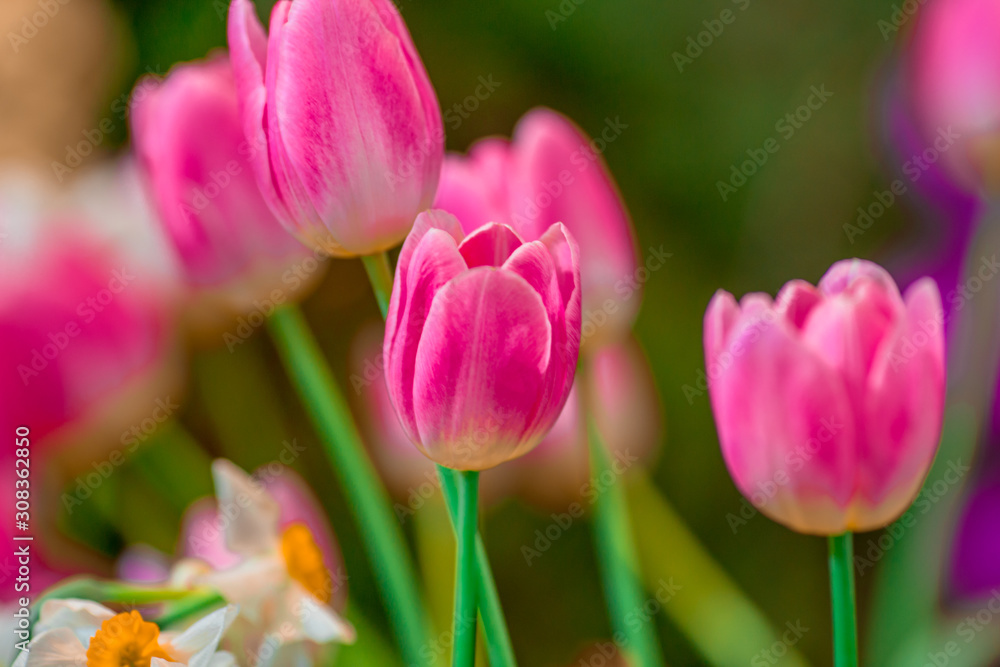 Fototapeta premium Nature Background Gold Flower Field Colorful tulips, which are used to decorate the garden during the cold weather, with the blurring of sunshine, natural beauty
