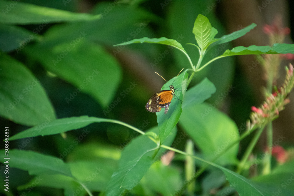 butterfly on a leaf