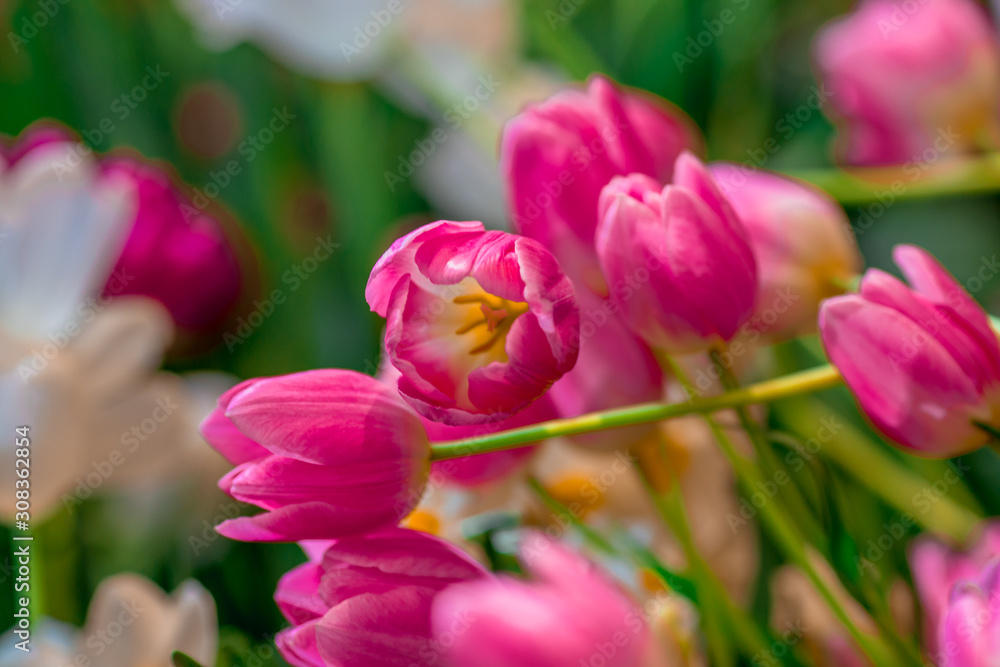 Fototapeta premium Nature Background Gold Flower Field Colorful tulips, which are used to decorate the garden during the cold weather, with the blurring of sunshine, natural beauty