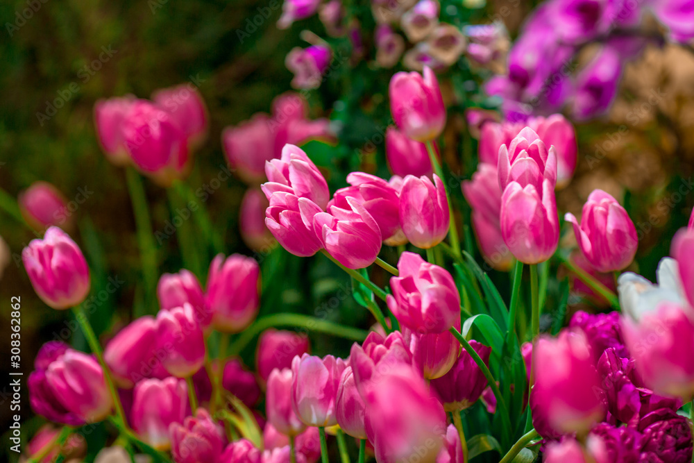 Nature Background Gold Flower Field Colorful tulips, which are used to decorate the garden during the cold weather, with the blurring of sunshine, natural beauty