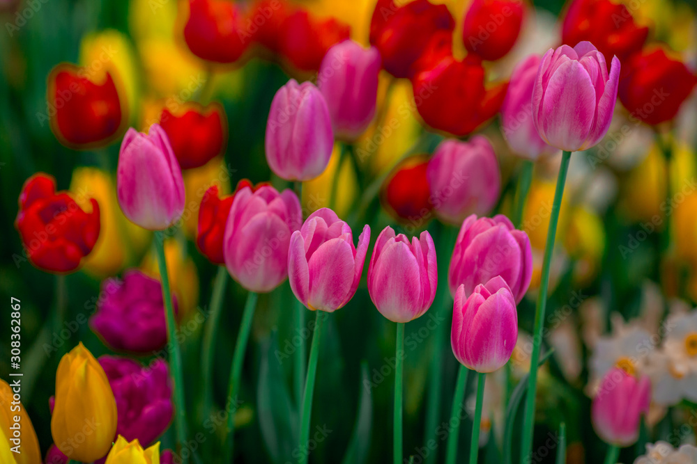 Nature Background Gold Flower Field Colorful tulips, which are used to decorate the garden during the cold weather, with the blurring of sunshine, natural beauty Nature Background Gold Flower Field Colorful tulips, which are used to decorate the garden during the cold weather, with the blurring of sunshine, natural beauty