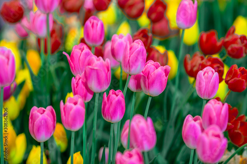 Fototapeta Naklejka Na Ścianę i Meble -  Nature Background Gold Flower Field Colorful tulips, which are used to decorate the garden during the cold weather, with the blurring of sunshine, natural beauty
