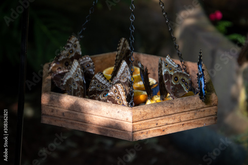 Canvas Print butterfly on a feeder