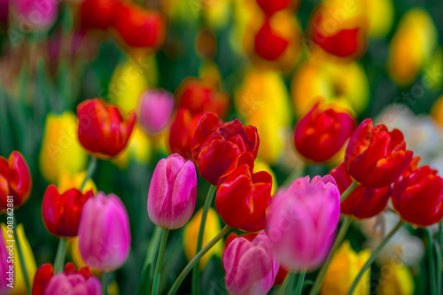 Fototapeta Naklejka Na Ścianę i Meble -  Nature Background Gold Flower Field Colorful tulips, which are used to decorate the garden during the cold weather, with the blurring of sunshine, natural beauty