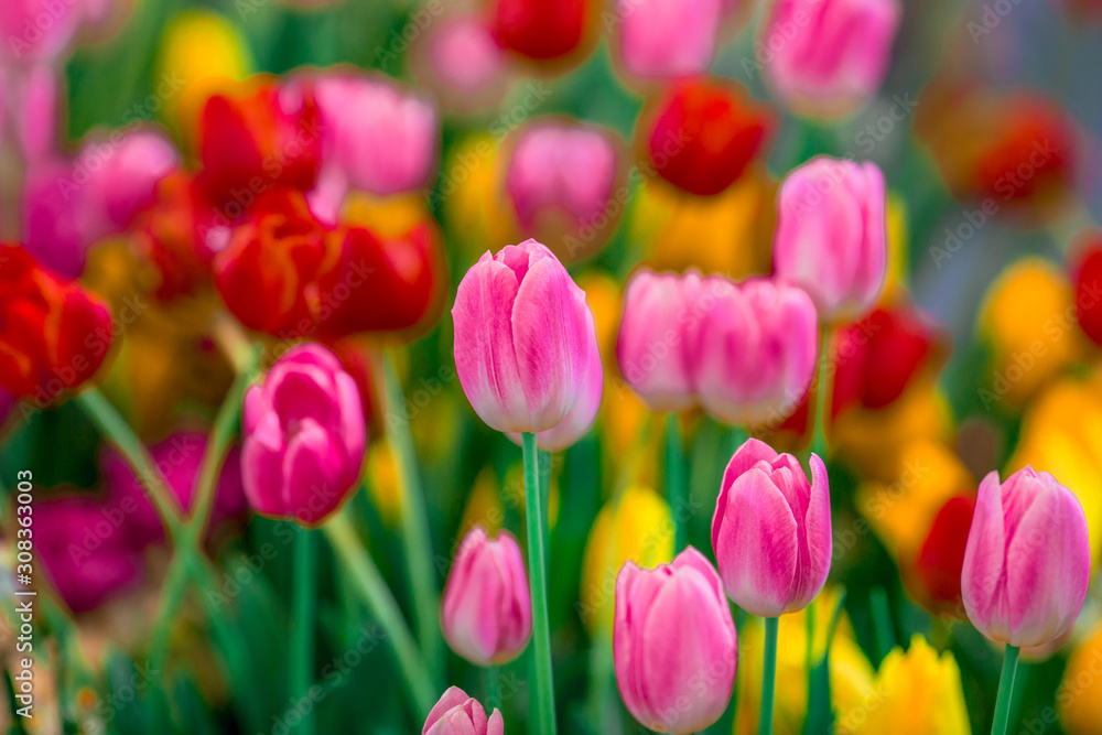 Nature Background Gold Flower Field Colorful tulips, which are used to decorate the garden during the cold weather, with the blurring of sunshine, natural beauty Nature Background Gold Flower Field Colorful tulips, which are used to decorate the garden during the cold weather, with the blurring of sunshine, natural beauty