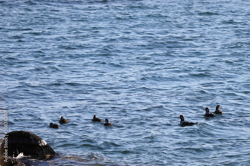 Harlequin ducks (Histrionicus histrionicus) flock swimming on the sea surface. Group of wild ducks and drakes in natural habitat.
