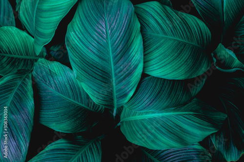 leaves of Spathiphyllum cannifolium, abstract green texture, nature background, tropical leaf © Nabodin