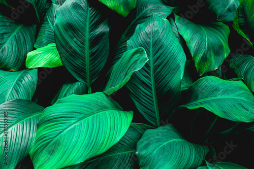 leaves of Spathiphyllum cannifolium  abstract green texture  nature background  tropical leaf