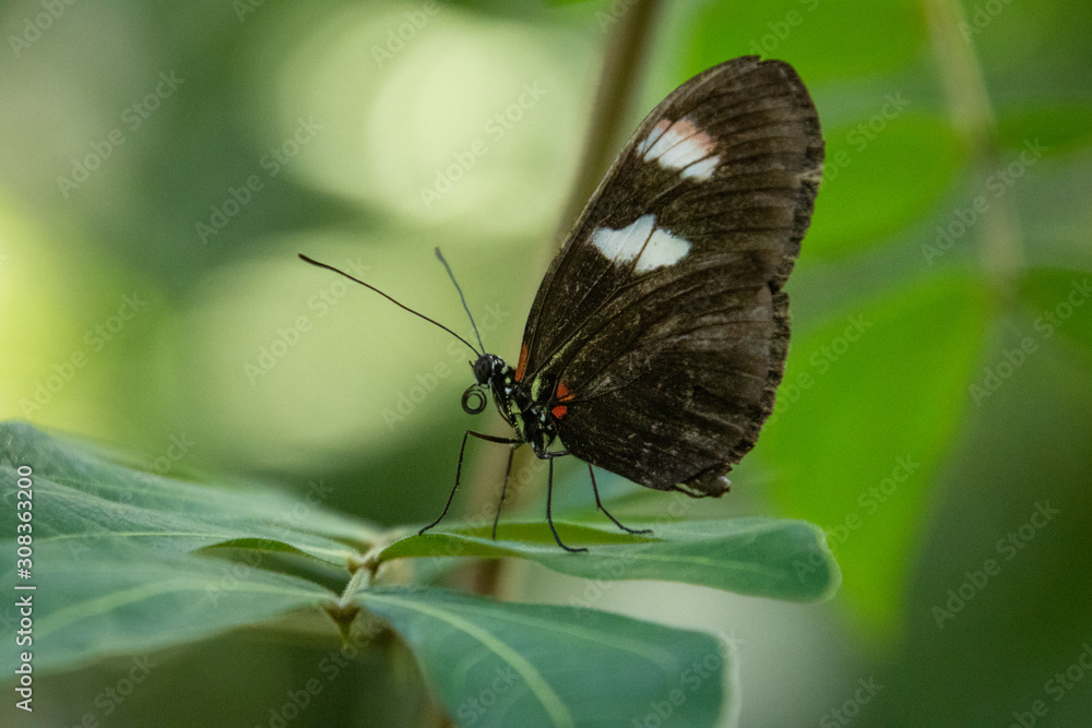 Obraz premium butterfly on a leaf