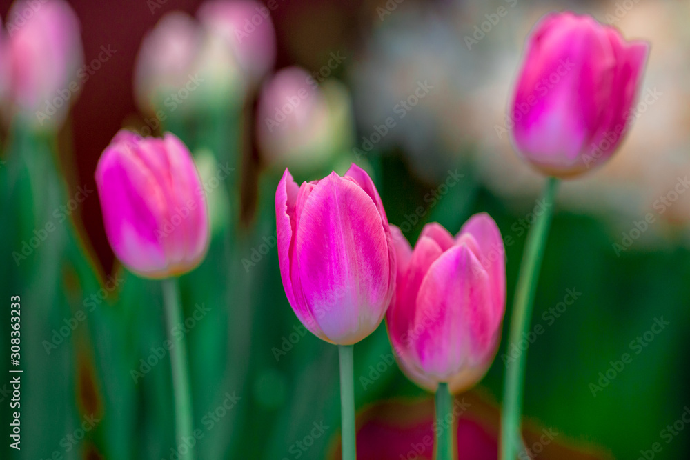 A colorful flower background wallpaper of tulips (pink, red, white, orange, yellow, green, purple) planted in a garden plot for the beauty to see, a species that grows in cold weather. Or winter A colorful flower background wallpaper of tulips (pink, red, white, orange, yellow, green, purple) planted in a garden plot for the beauty to see, a species that grows in cold weather. Or winter