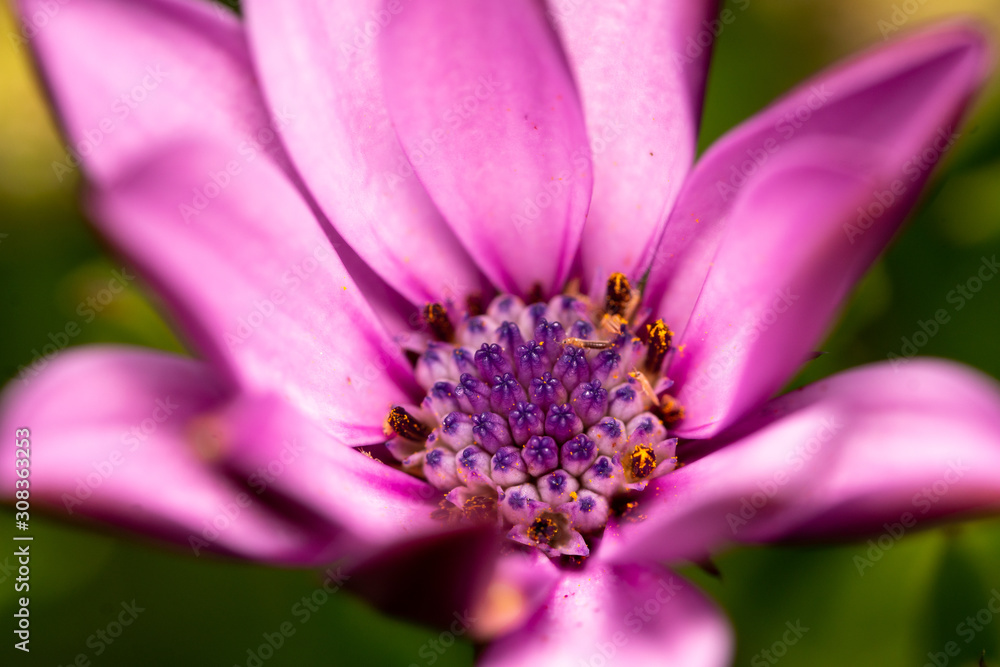Purple flower with small insect in center . Purple flower with small insect in center .
