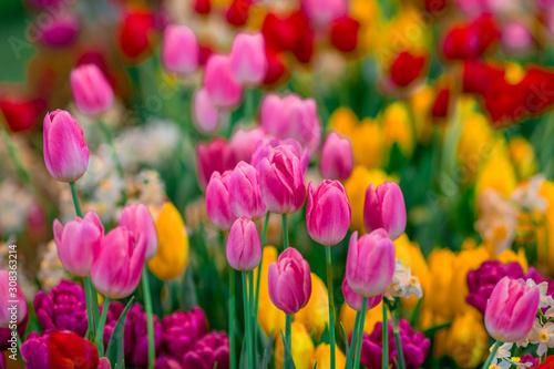 A colorful flower background wallpaper of tulips  pink  red  white  orange  yellow  green  purple  planted in a garden plot for the beauty to see  a species that grows in cold weather. Or winter